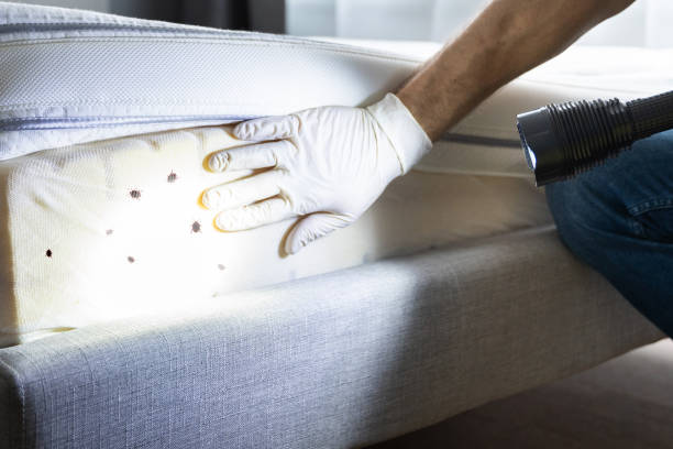 Best Termite Control Services  in Lebanon, OH
