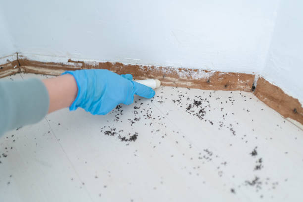 Trusted Lebanon, OH Pest Control Experts